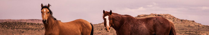 Equine Law
